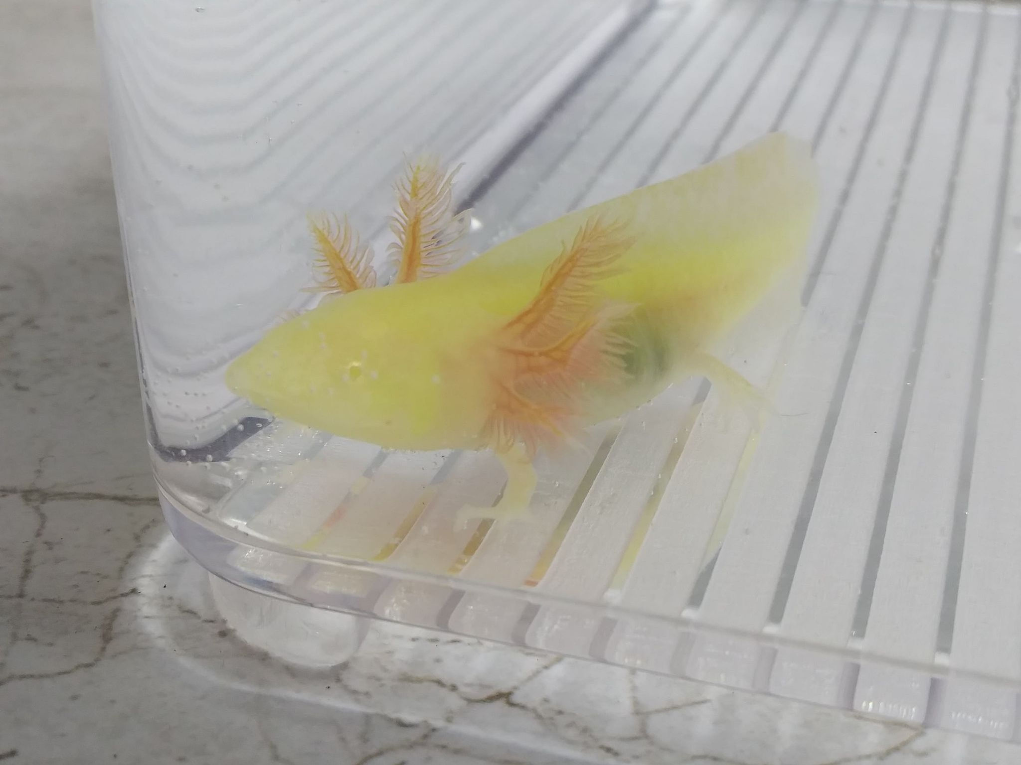 Blondie (3" Super GFP Golden Albino)