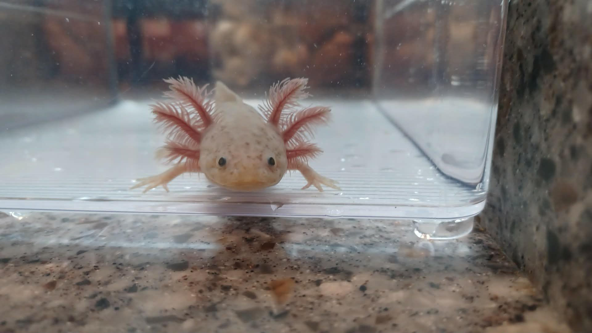 Unicorn Poop ( 5.5" GFP Axanthic Copper)