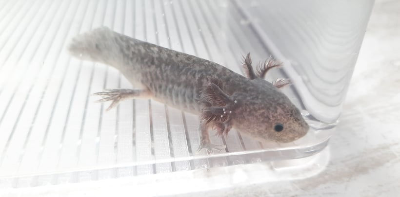 Thumbnail: His Buddy (4" Axanthic)