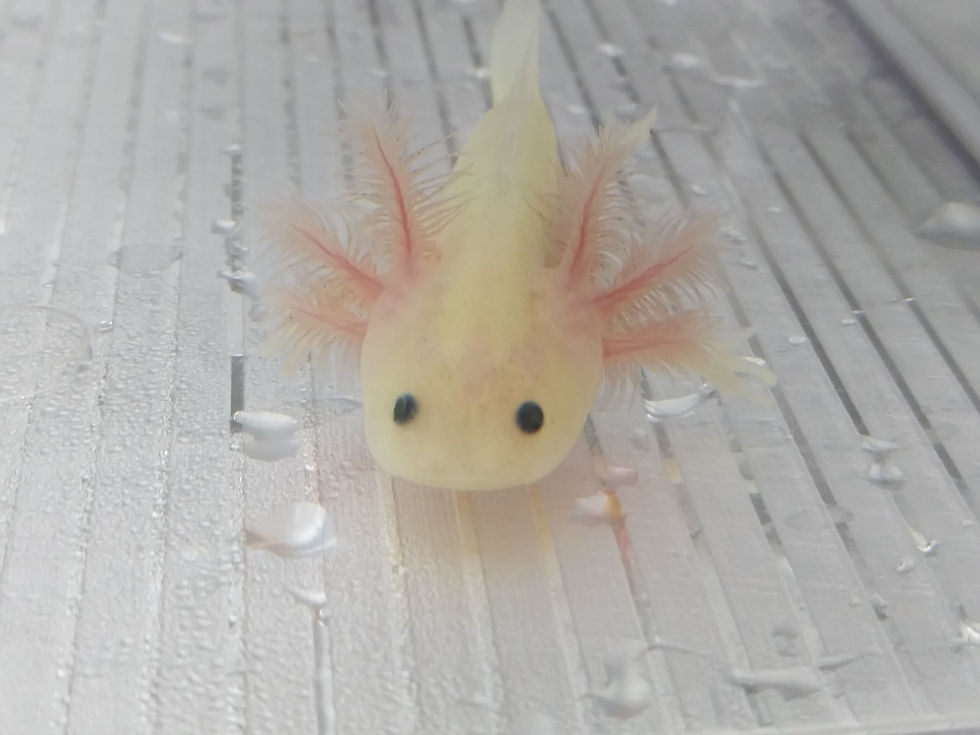Thumbnail: Jujube (3" Lightly Speckled GFP Lucy)