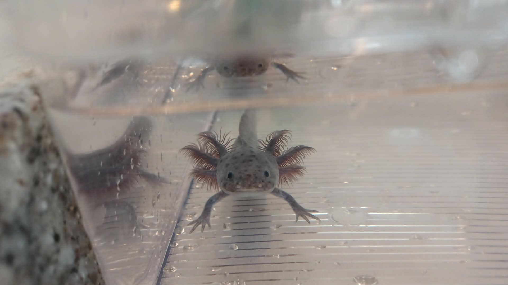 Skrt Skrt ( 5" Axanthic )