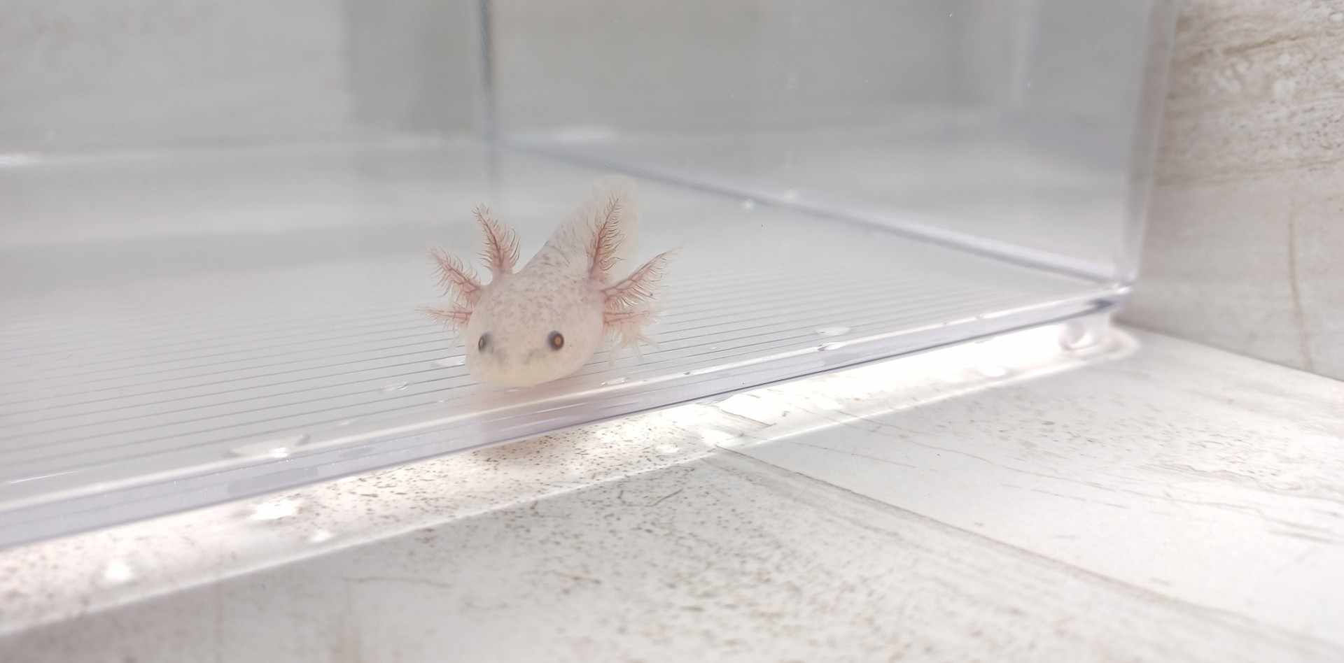 Heavy Duty Extreme (3" Light Copper Axanthic)