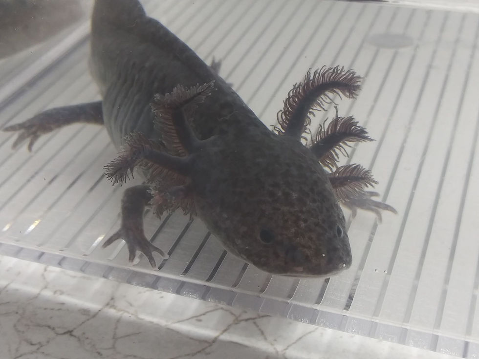 Thumbnail: Ditto (7" Axanthic Mel)