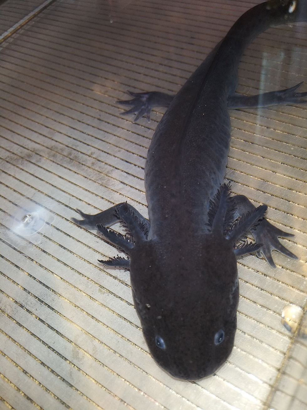 Thumbnail: Salem (8.5" Male Melanoid)