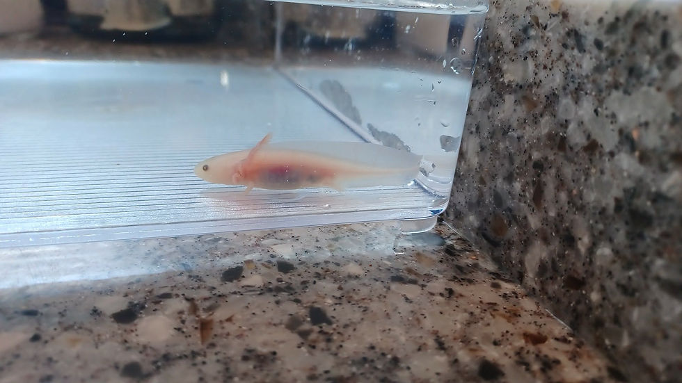 Thumbnail: Frilly Willy (3" Leucistic)