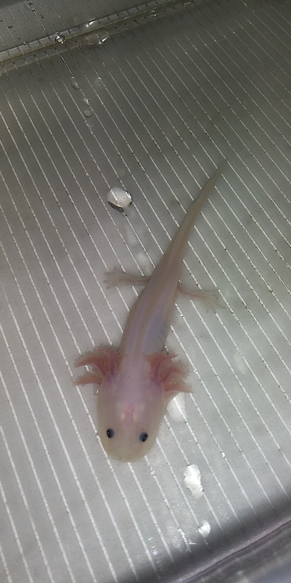 Thumbnail: Checkpoint (3.5" Lightly Speckled Lucy) Het Pied