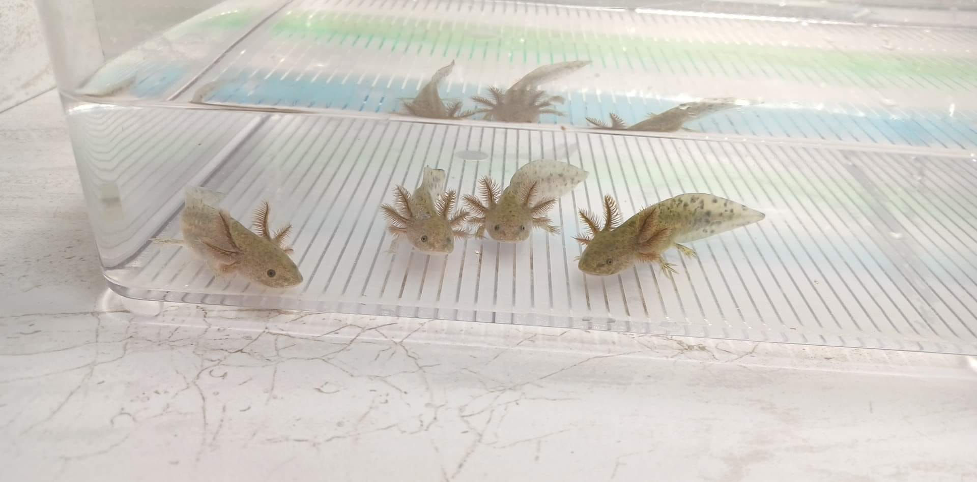 Wholesale Lot of 4 Wild Type Axolotls (3" 2 GFP / 2 Regular)