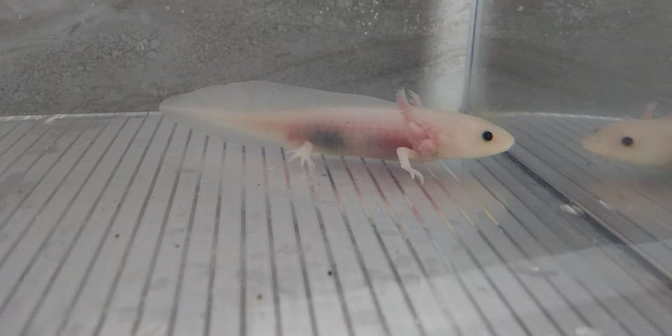 Thumbnail: Mentos (3.5"  Lightly Speckled Lucy)