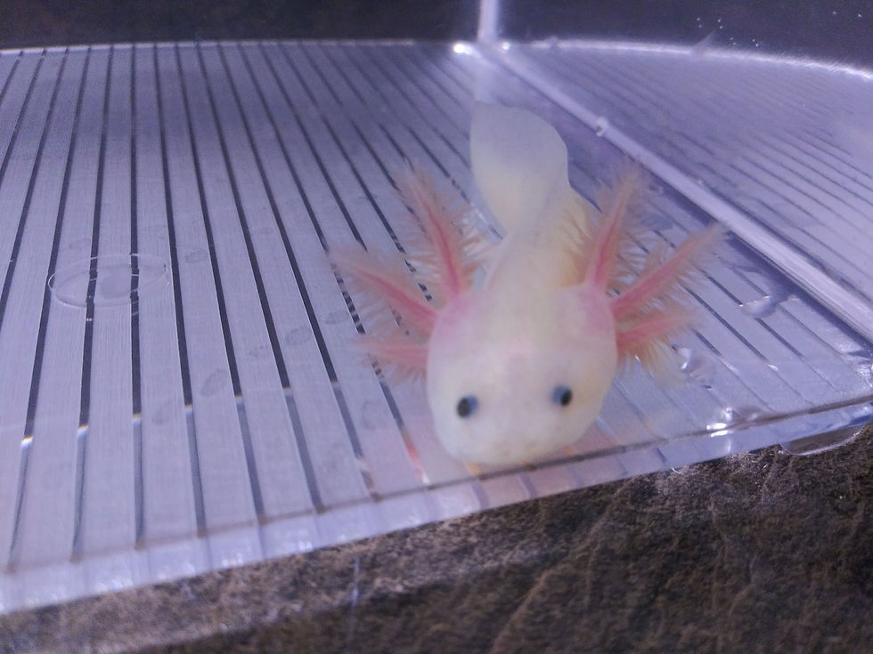 Thumbnail: Meh (4" Super GFP Lucy)