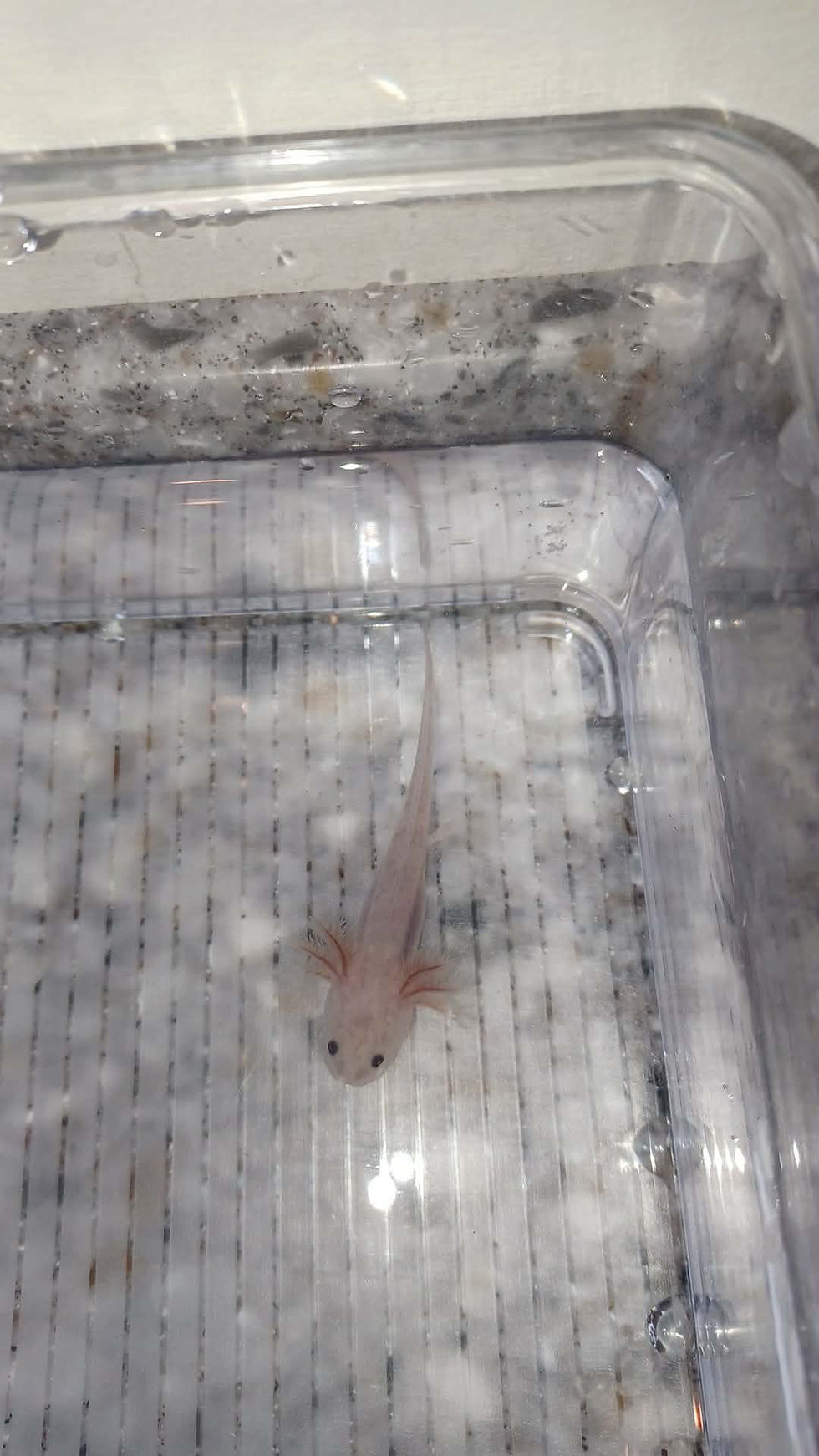 Thumbnail: Dingus (3" Axanthic Copper)