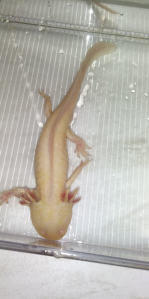 Thumbnail: Ball Bearing (7.5" MALE  Golden Albino)