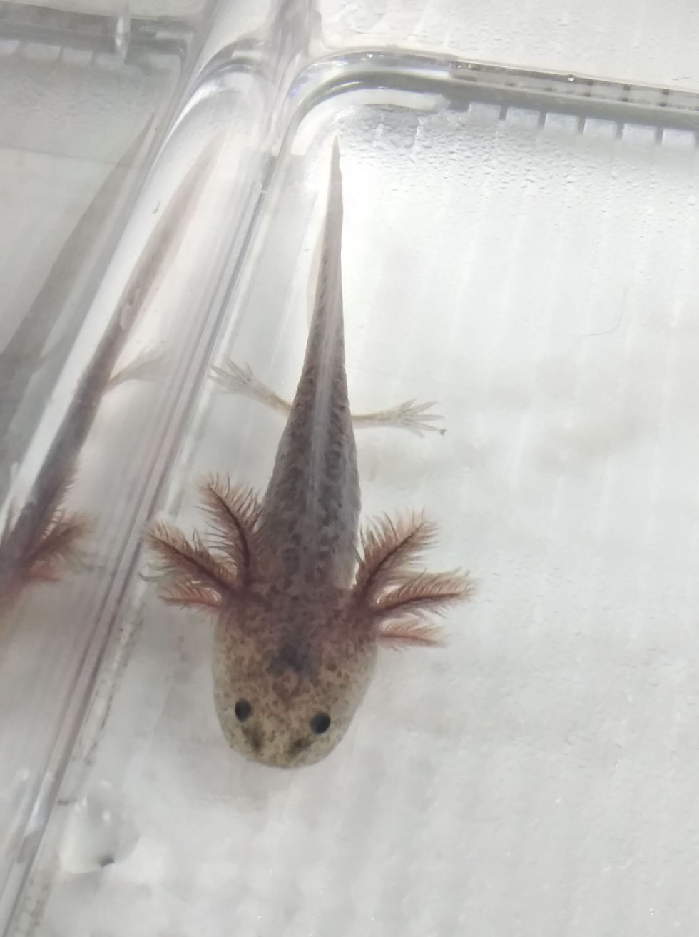 Thumbnail: Darwin (3" Axanthic)