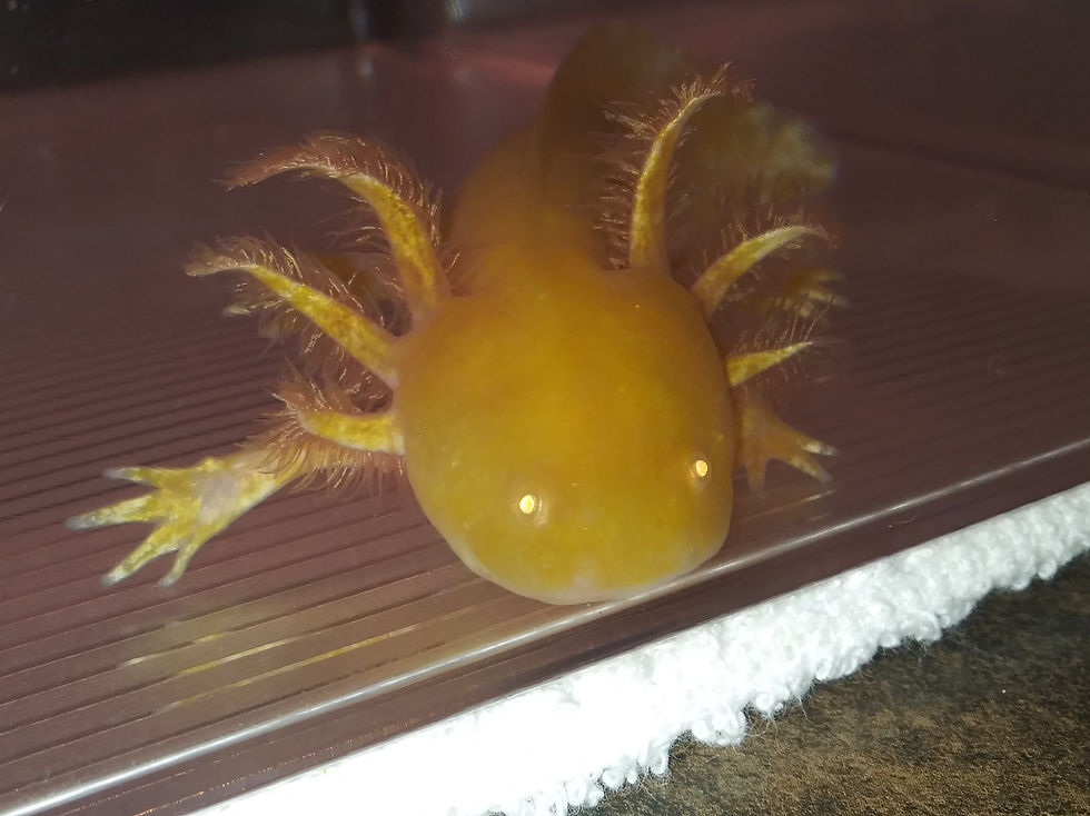 Thumbnail: Yellow Submarine (5.75" High Iridophore Sunburst Golden Albino)
