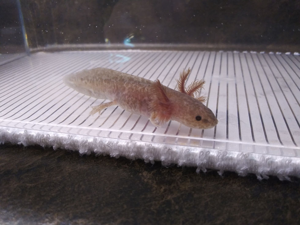 Thumbnail: Doobie (3.5" Copper Axanthic)