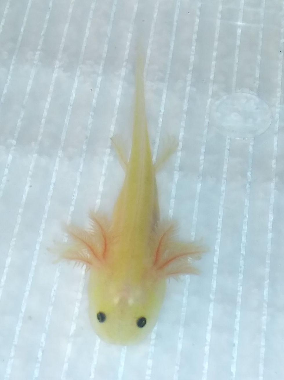 Thumbnail: Abba-Zabba (3" GFP Lightly Speckled Lucy)