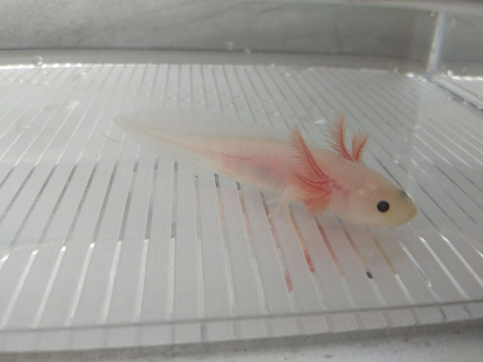 Thumbnail: Igglybuff (3" Lightly Speckled Lucy)