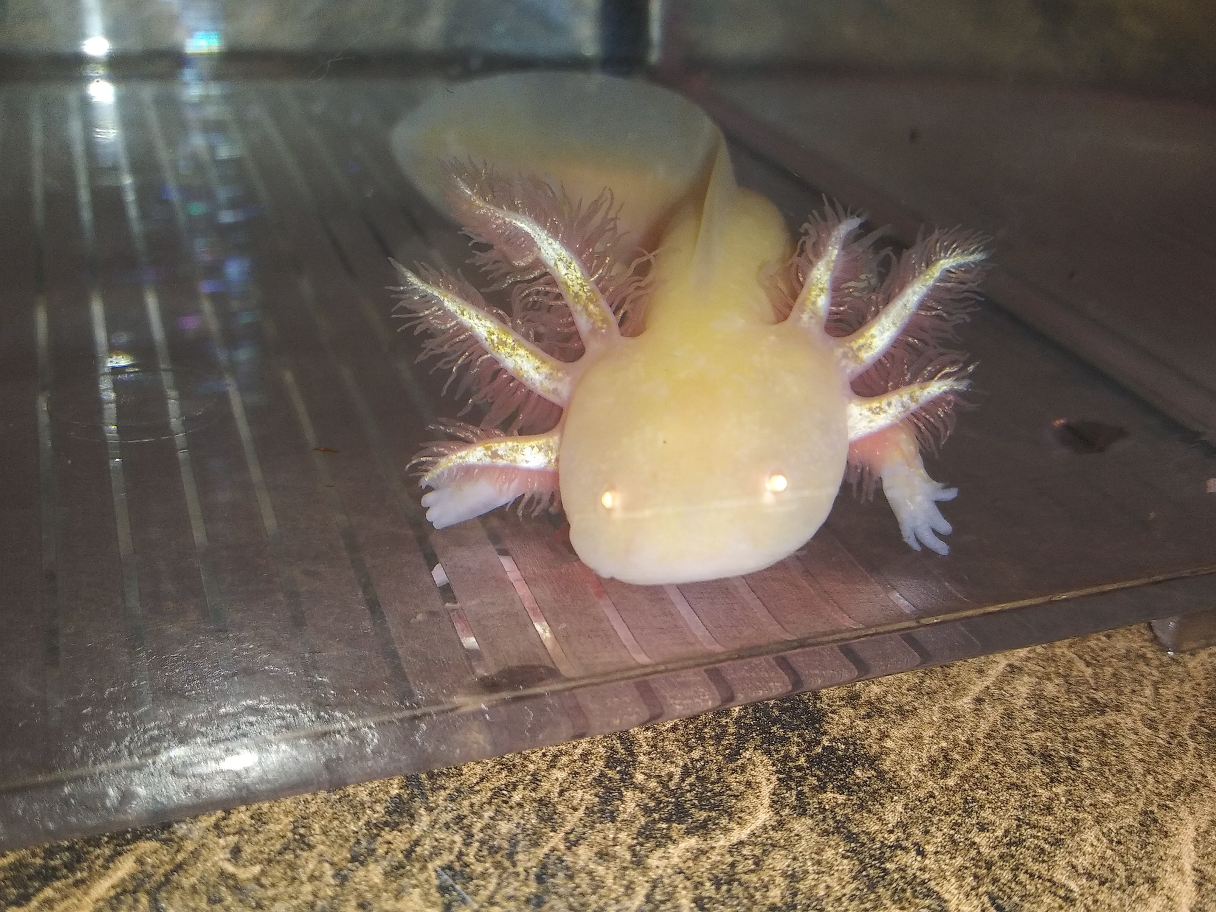 Cheese (4.5" Golden Albino)