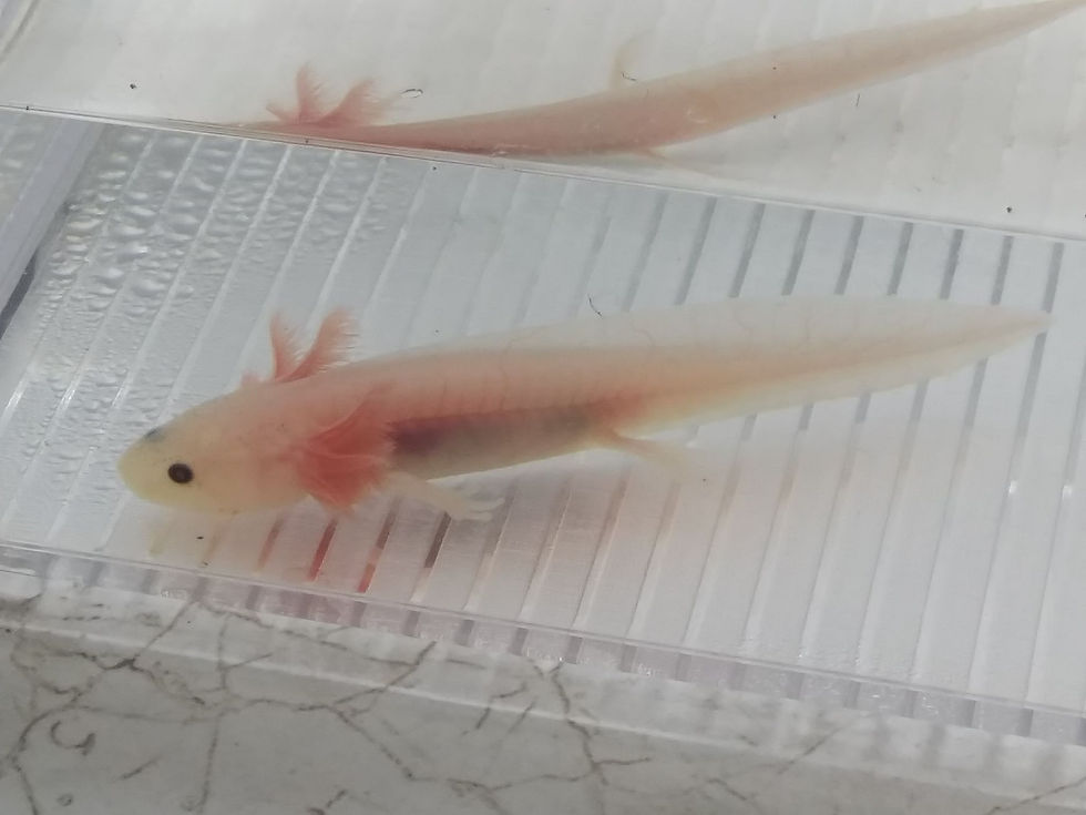 Thumbnail: Atari (3.5" Lightly Specked Lucy)