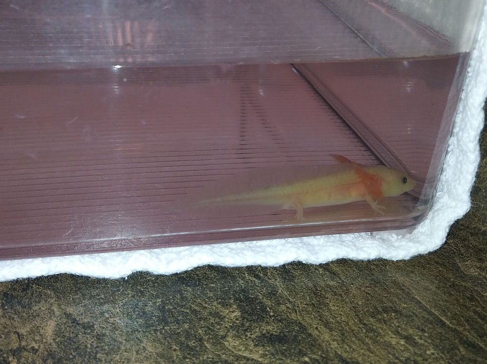 Thumbnail: Grogu (3" GFP Dirty Lucy)