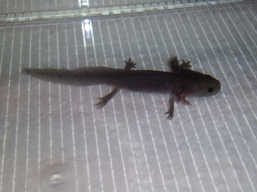 Thumbnail: Sal (3.5" Melanoid)