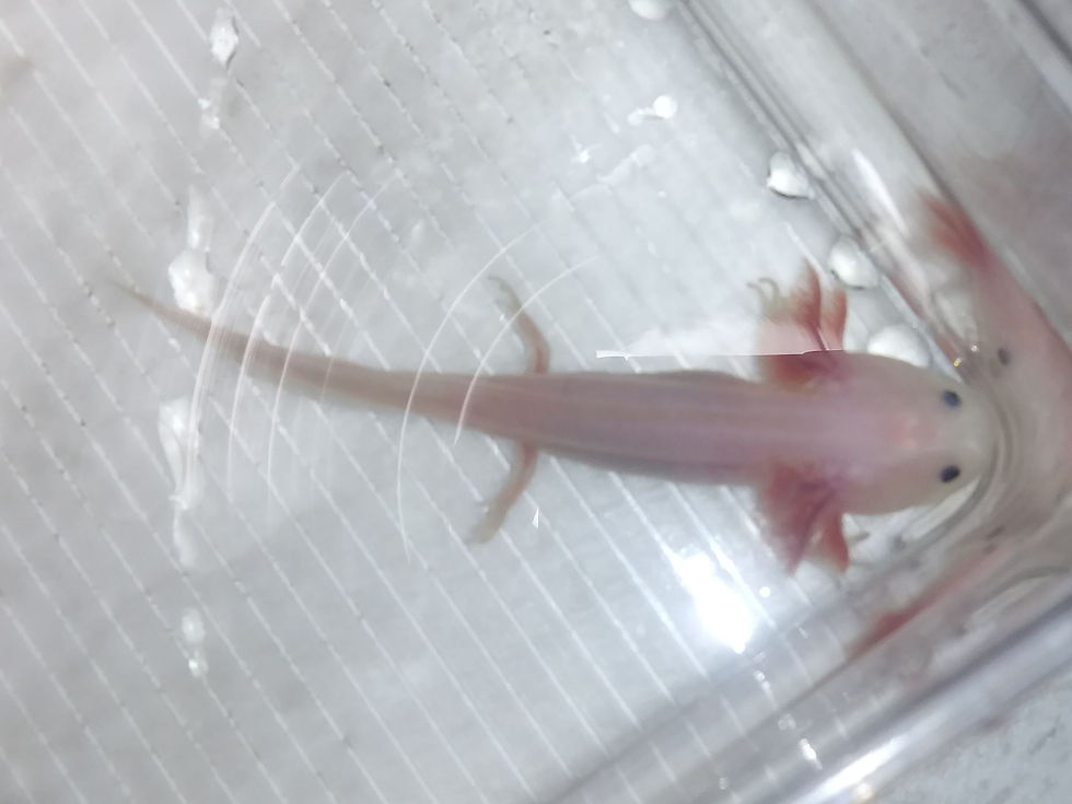 Thumbnail: Dudest Priest (4"  Bluegill Lucy)