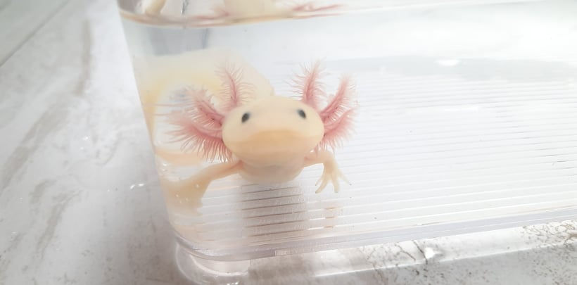 Mysterious Goose (4" Lightly Speckled Super GFP Lucy)