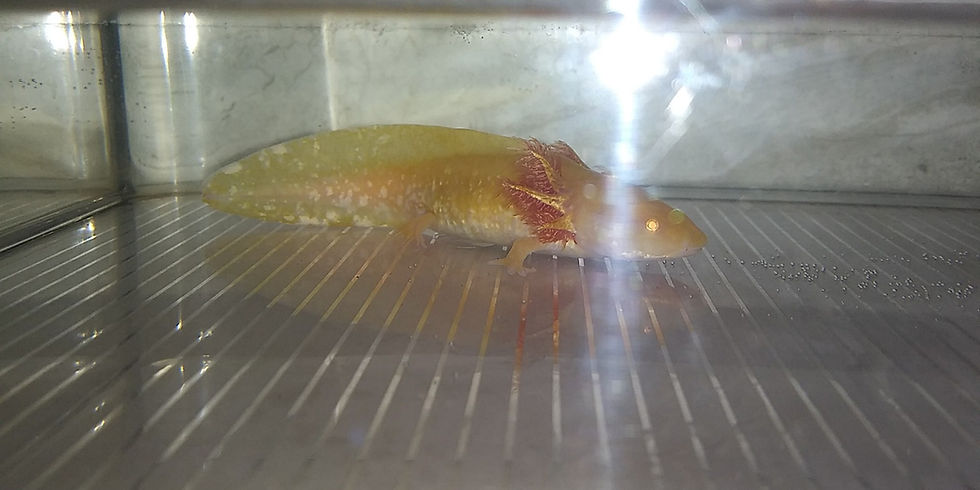 Thumbnail: Octoberfest (4"  High Iridophore Amber Golden Albino)