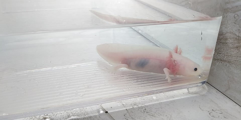 Thumbnail: Gumdrop (4" Dark Gilled Lightly Speckled Lucy)
