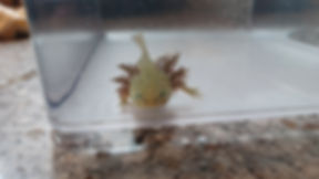 Mumblecrust (5.5" GFP Wild Type)
