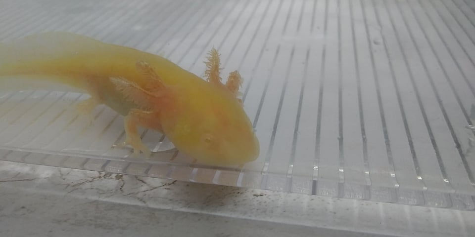 Rootin' Tootin' Pootin (3.5" GFP Golden Albino)