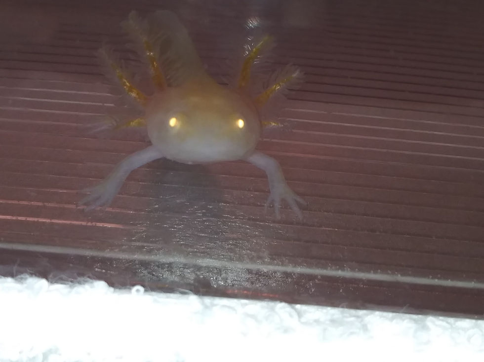 Thumbnail: Hurry Kane (3" Golden Albino)