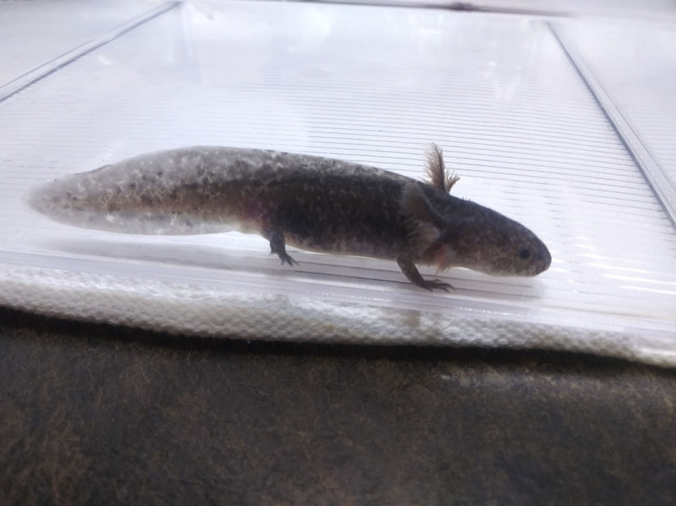 Thumbnail: Urchin (4.5" Axanthic Mel)