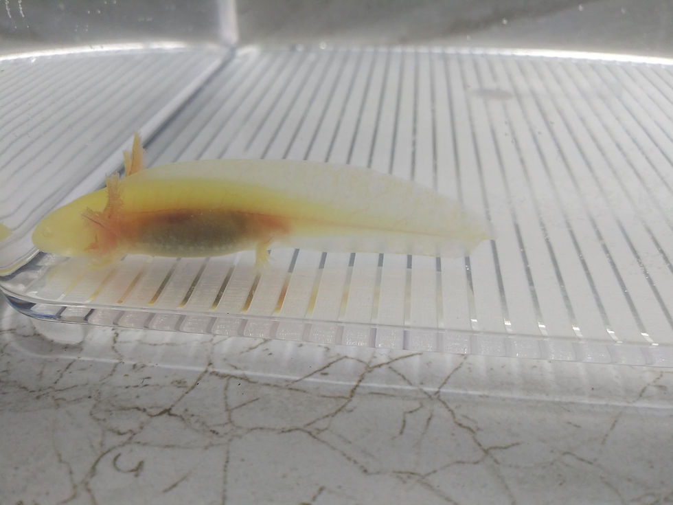 Thumbnail: Clover (3" GFP Golden Albino)