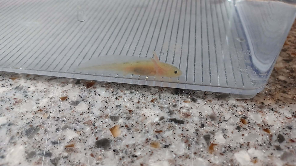 Thumbnail: Sassy Sushi (3" Lightly Speckled GFP Leucistic)
