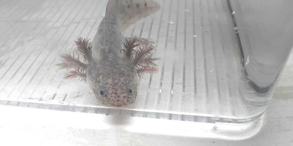 Thumbnail: Snarfblat (4.5" Axanthic)