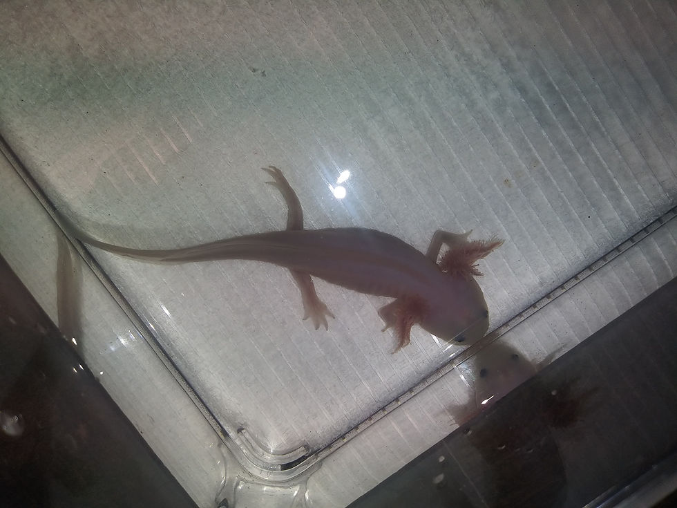 Thumbnail: Marmadune Shazloot (5" Lucy)