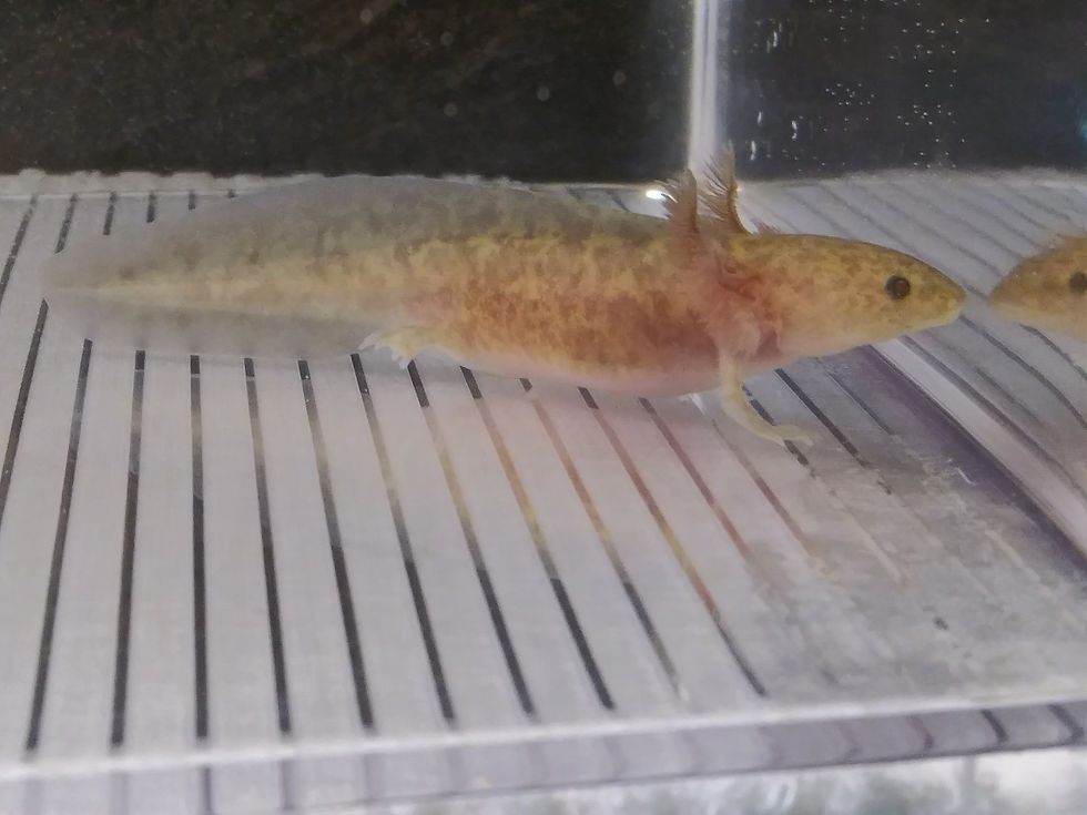 Thumbnail: Swag (3.5" Copper Axanthic)