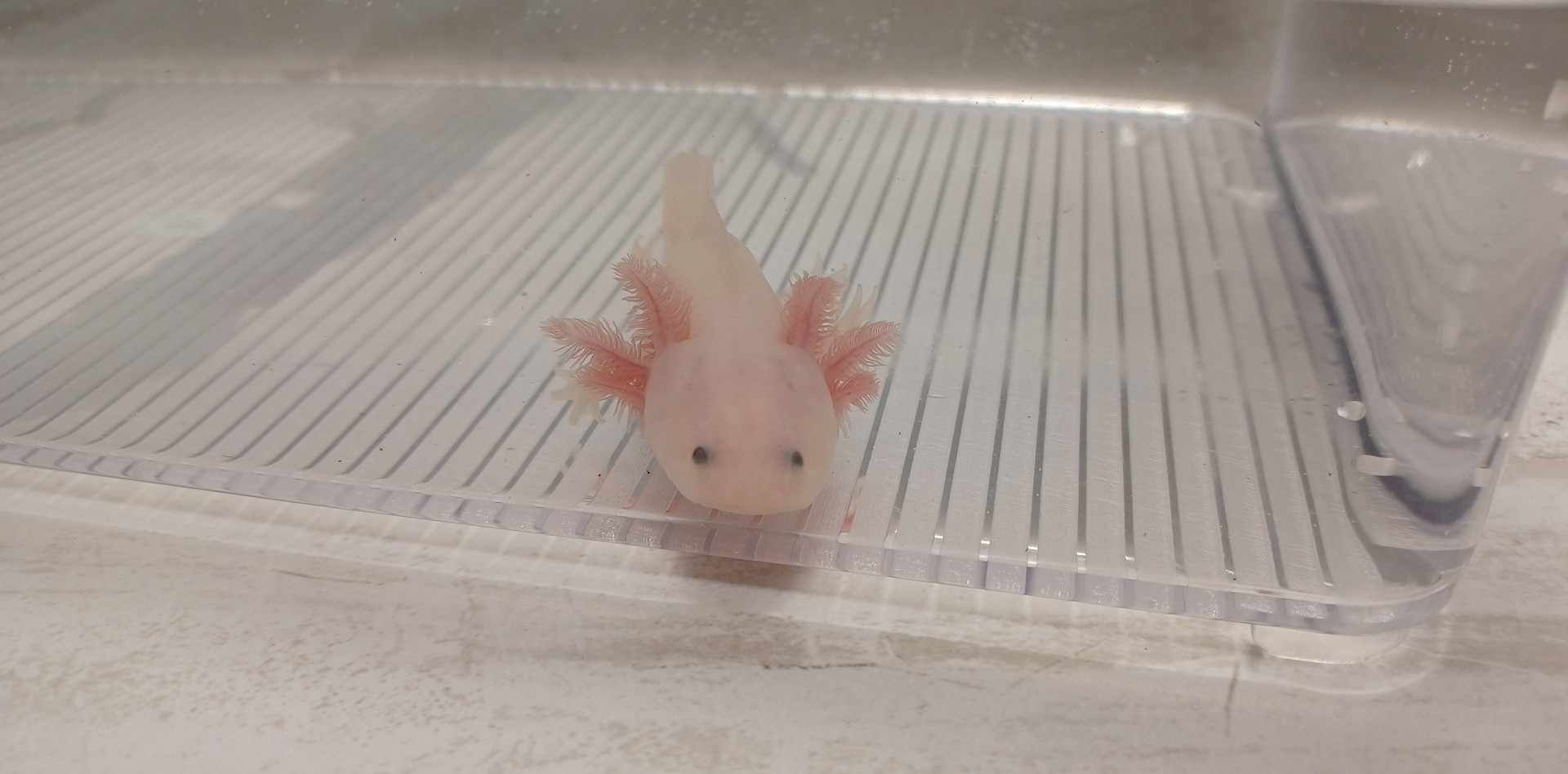 Linkin Pork (4" Lightly Speckled Lucy)