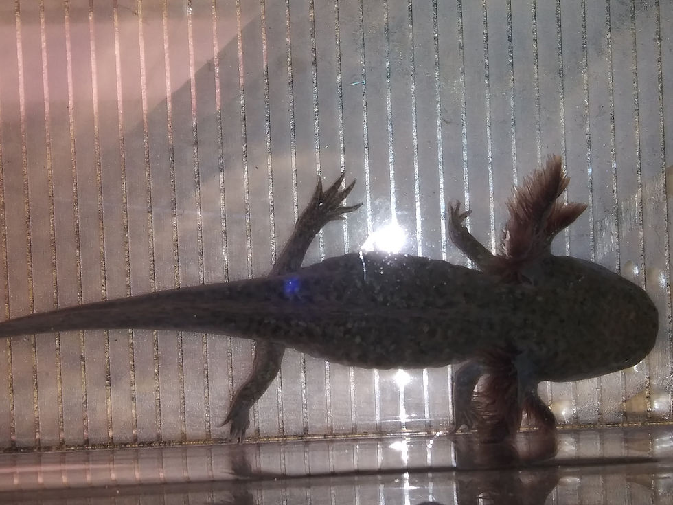 Thumbnail: Herb (5.5" Wild )