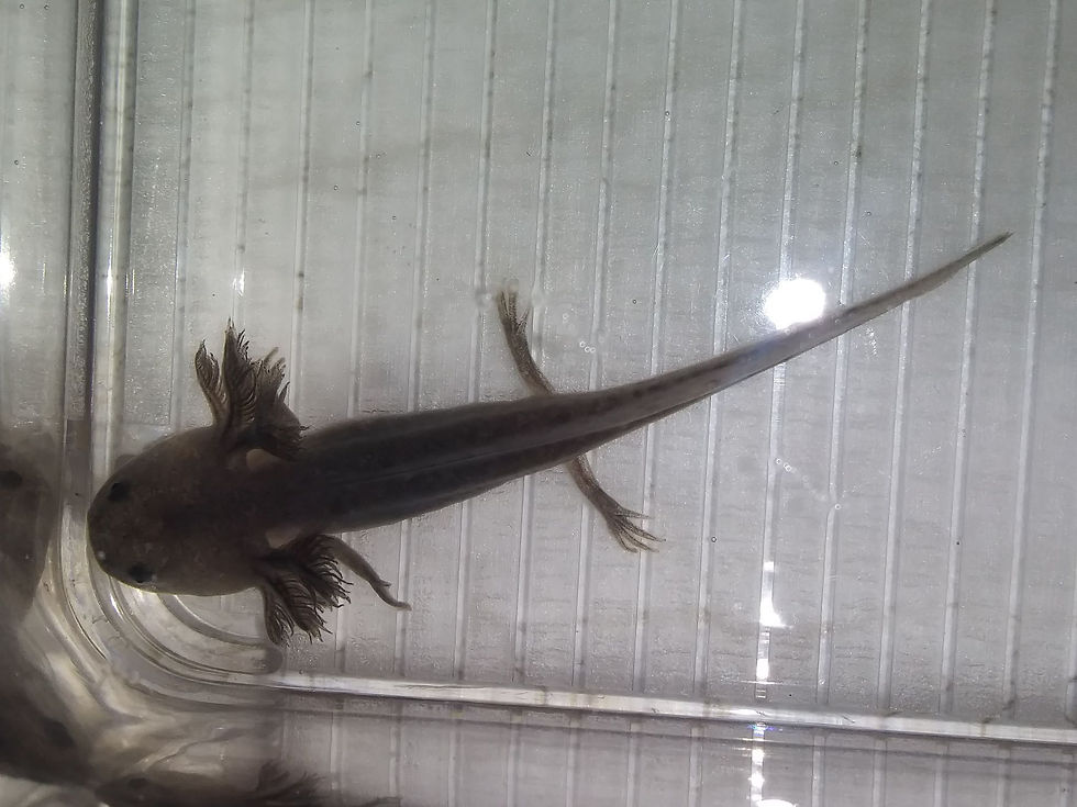 Thumbnail: Spirit of Magic (3" Lavender Melanoid)