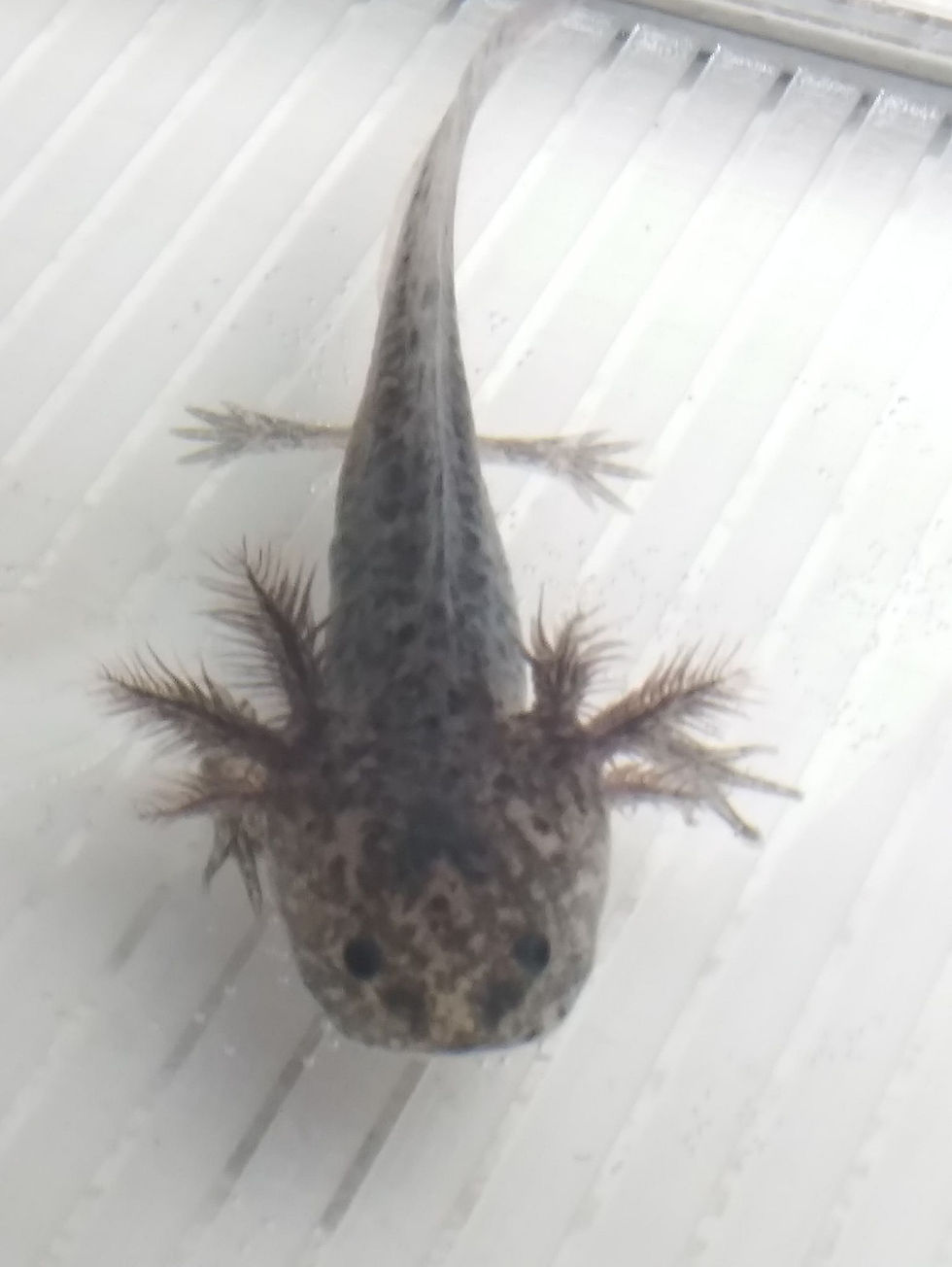 Thumbnail: Saggitariutt Jefferspin (3" Axanthic)