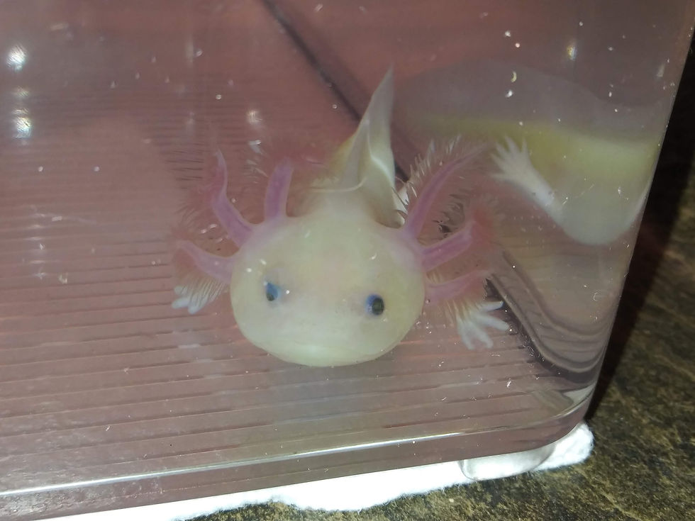 Thumbnail: Left Eye (4" Super GFP Lucy)