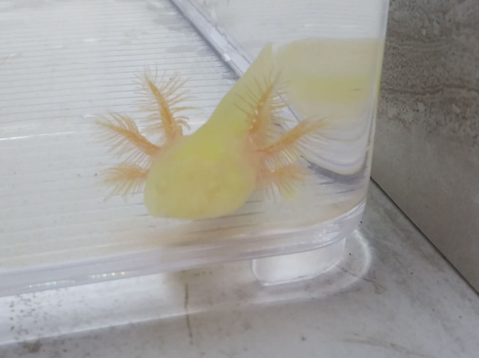 Thumbnail: McConaughey (3" Super GFP Golden Albino)