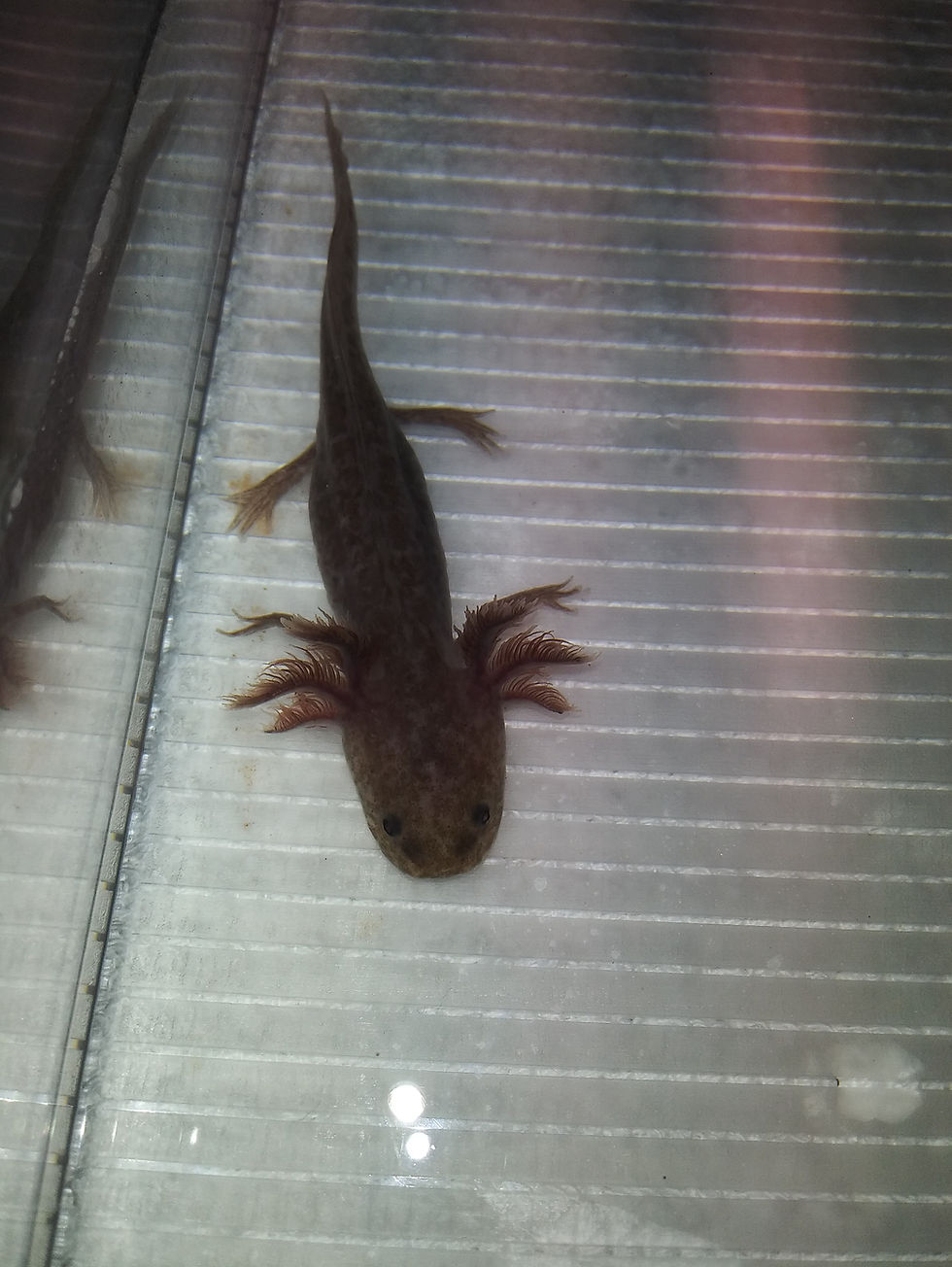 Thumbnail: Doobie (3.5" Copper Axanthic)