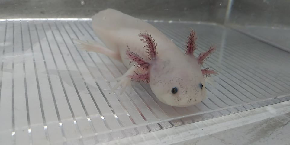 Clam Chowder (6" Dark Gilled Dirty Lucy w/Pied Potential)
