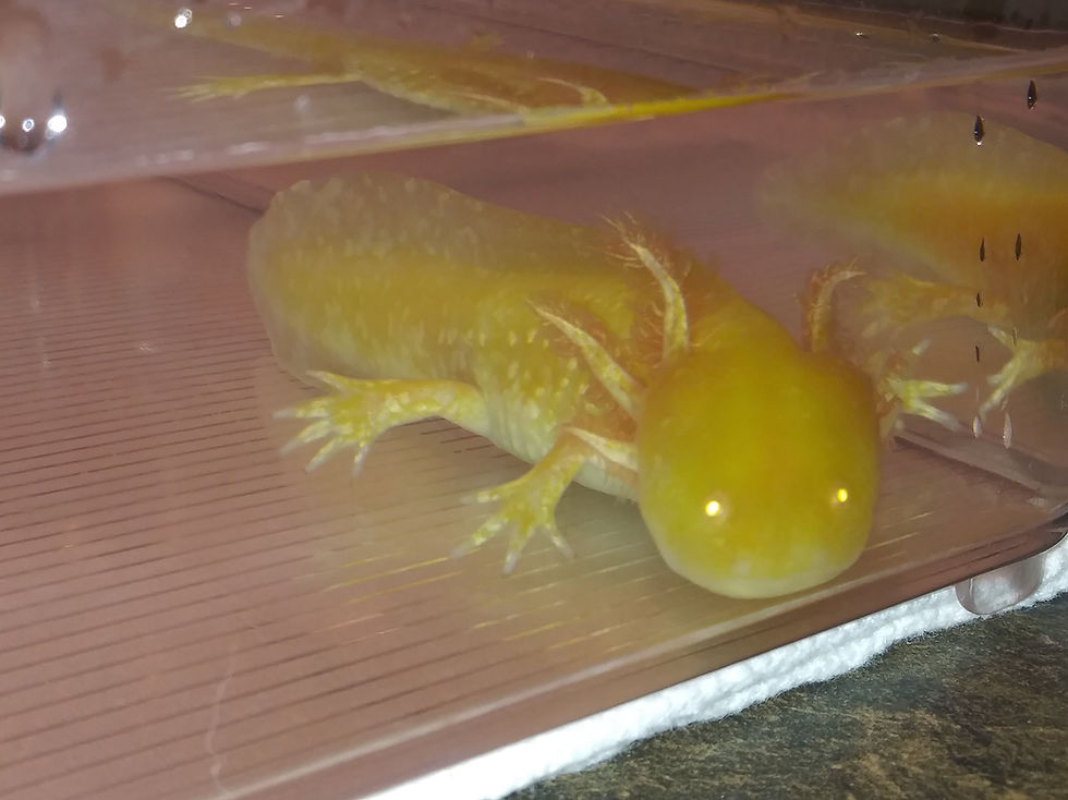 Thumbnail: Duraflame (6" High Iridophore Sunburst GFP Golden Albino)