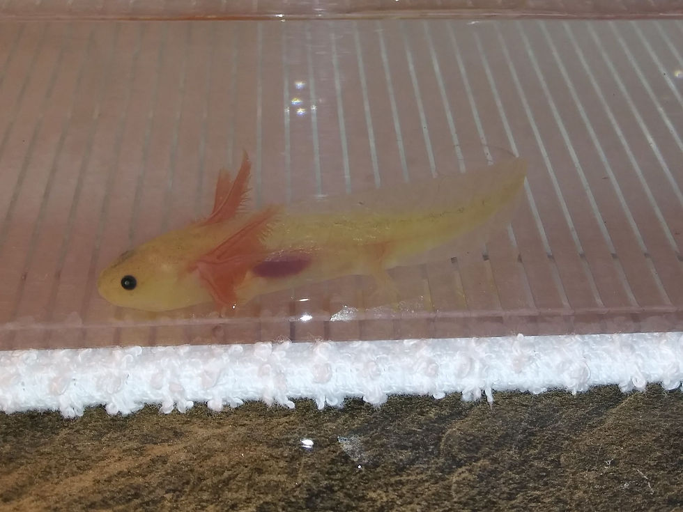 Thumbnail: Croconaw (3.5" GFP Dirty Lucy)