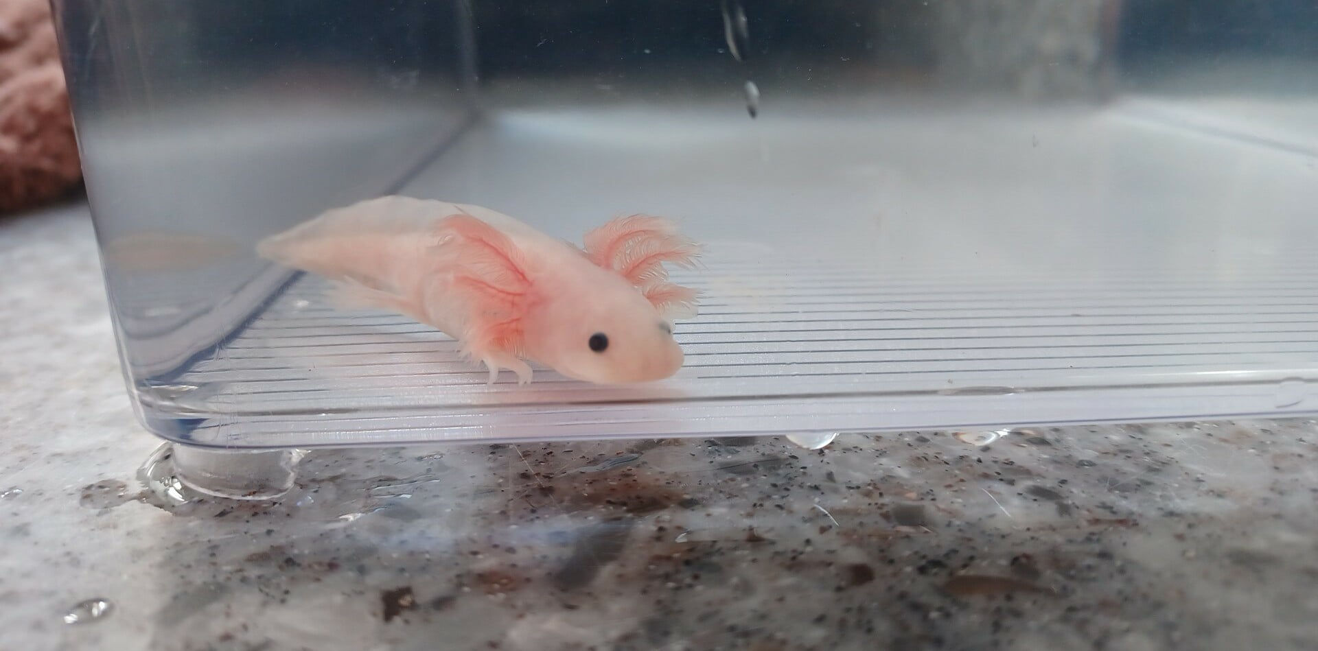 Happy Little Accident (3" Leucistic)