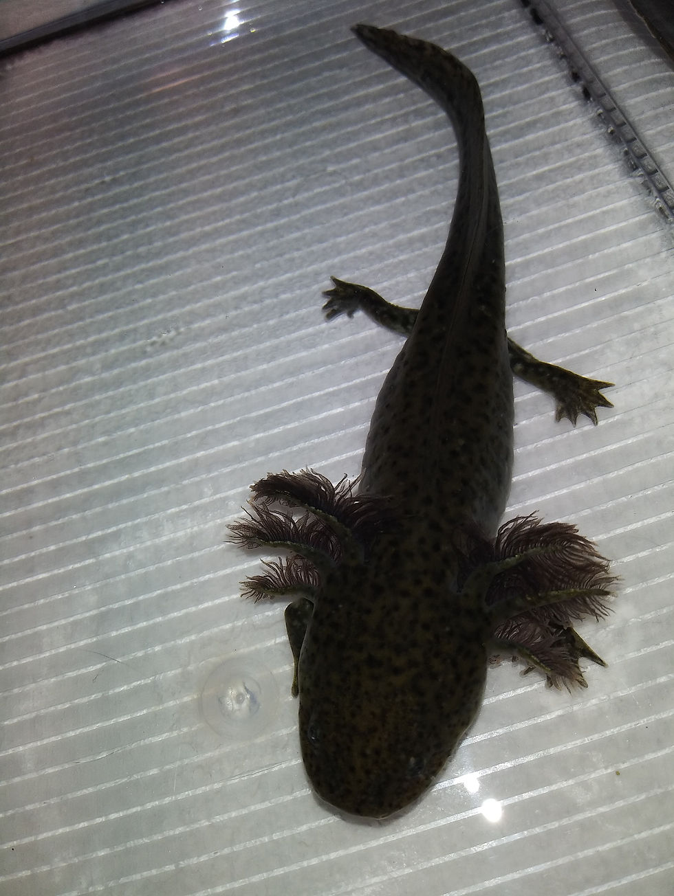 Thumbnail: Maurice (6.5" Wild)
