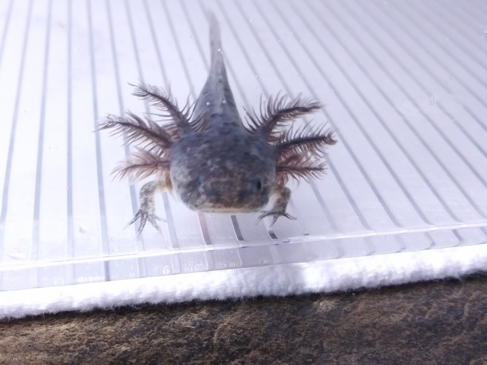 One Eyed Gilley (3" Axanthic Mel)